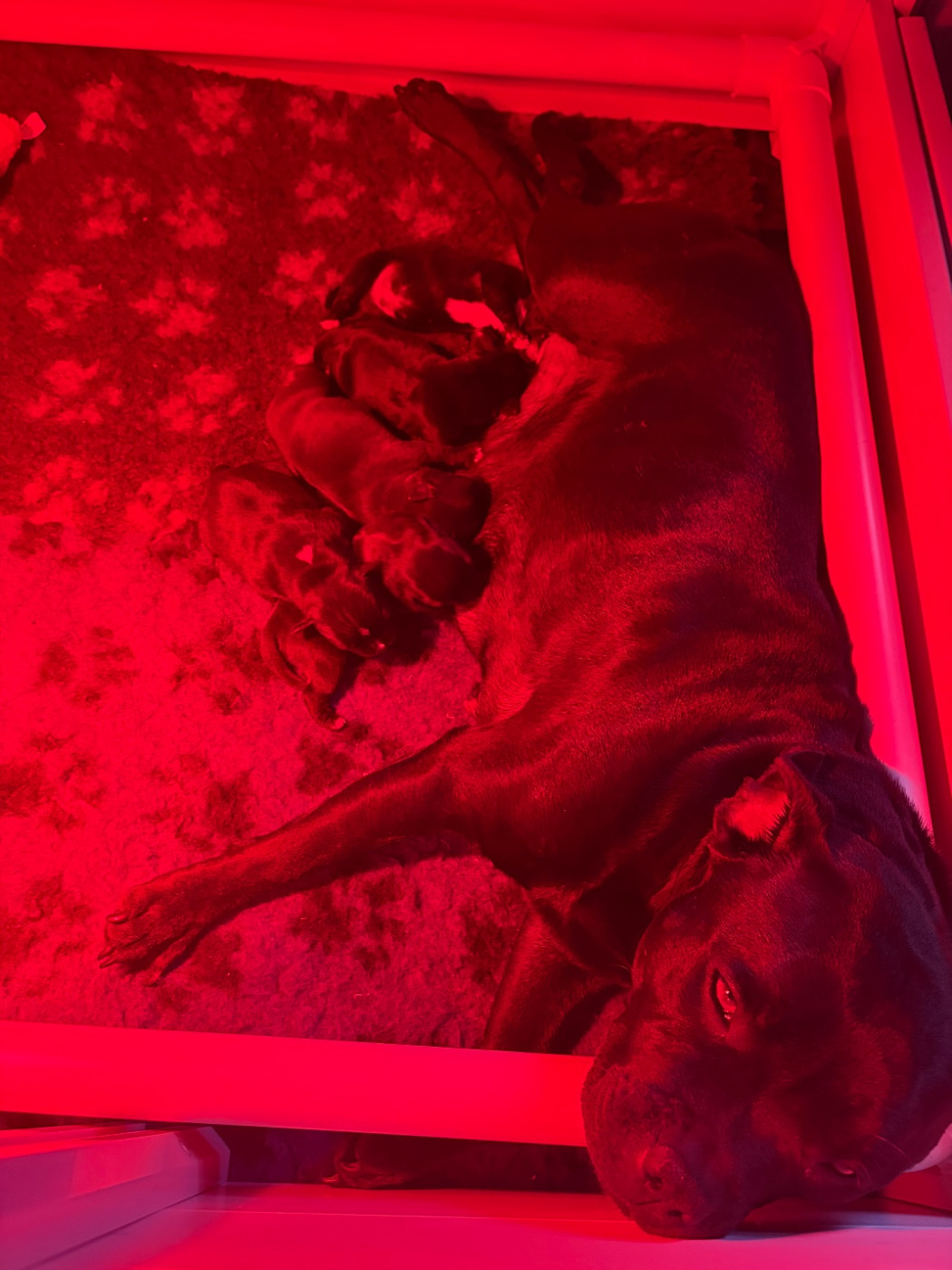 Naissance des bébés de Shelby et Pataya