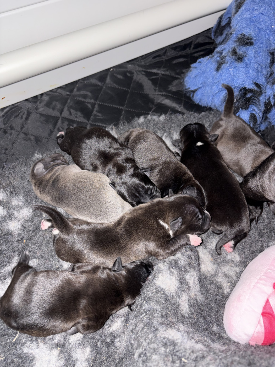 Chiot Staffordshire Bull Terrier Du Domaine Des Falcos