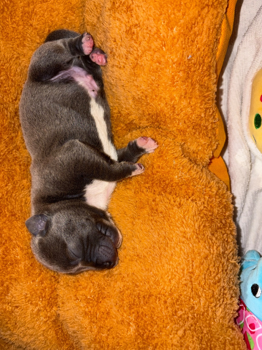 Du Domaine Des Falcos - Chiots disponibles - Staffordshire Bull Terrier