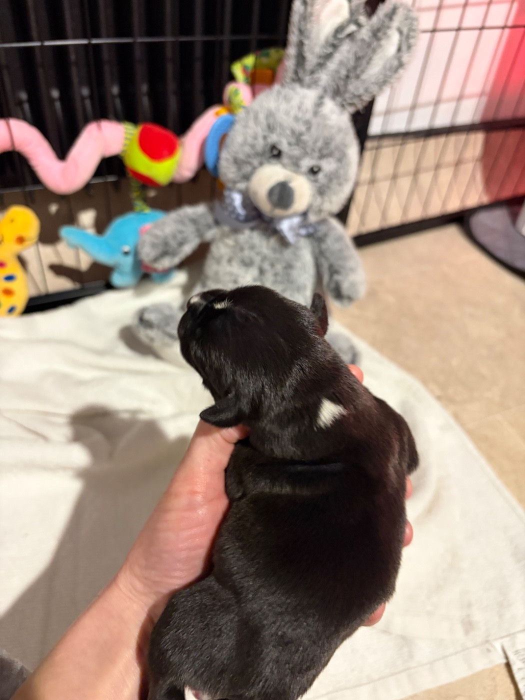 Du Domaine Des Falcos - Chiots disponibles - Staffordshire Bull Terrier