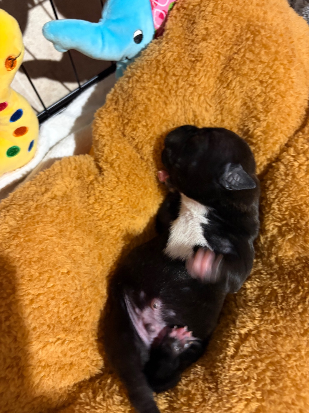 Du Domaine Des Falcos - Chiots disponibles - Staffordshire Bull Terrier