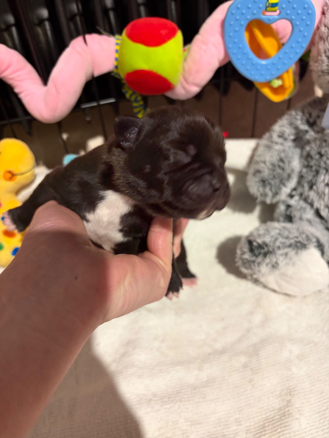 Du Domaine Des Falcos - Chiots disponibles - Staffordshire Bull Terrier