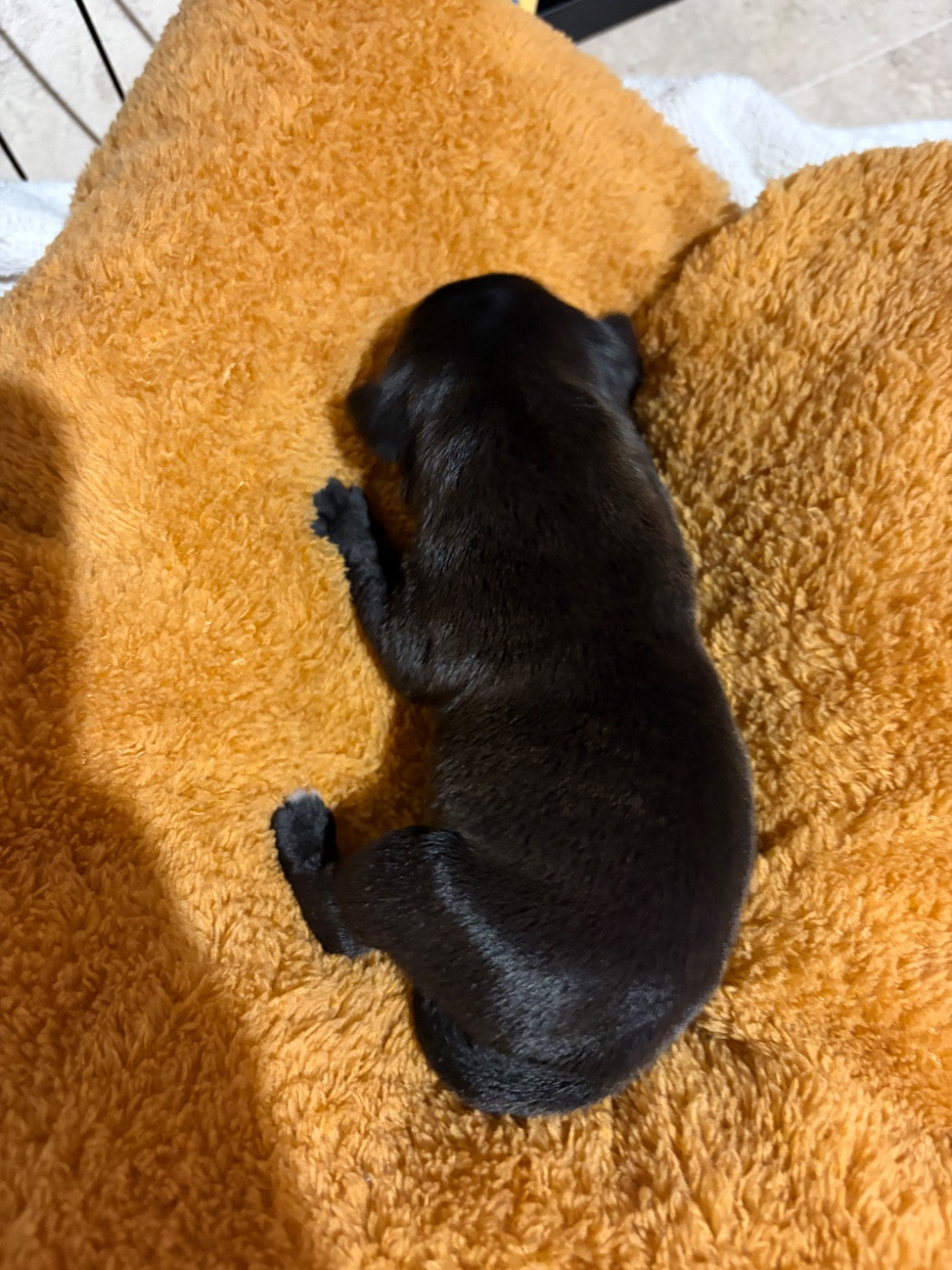 Du Domaine Des Falcos - Chiots disponibles - Staffordshire Bull Terrier