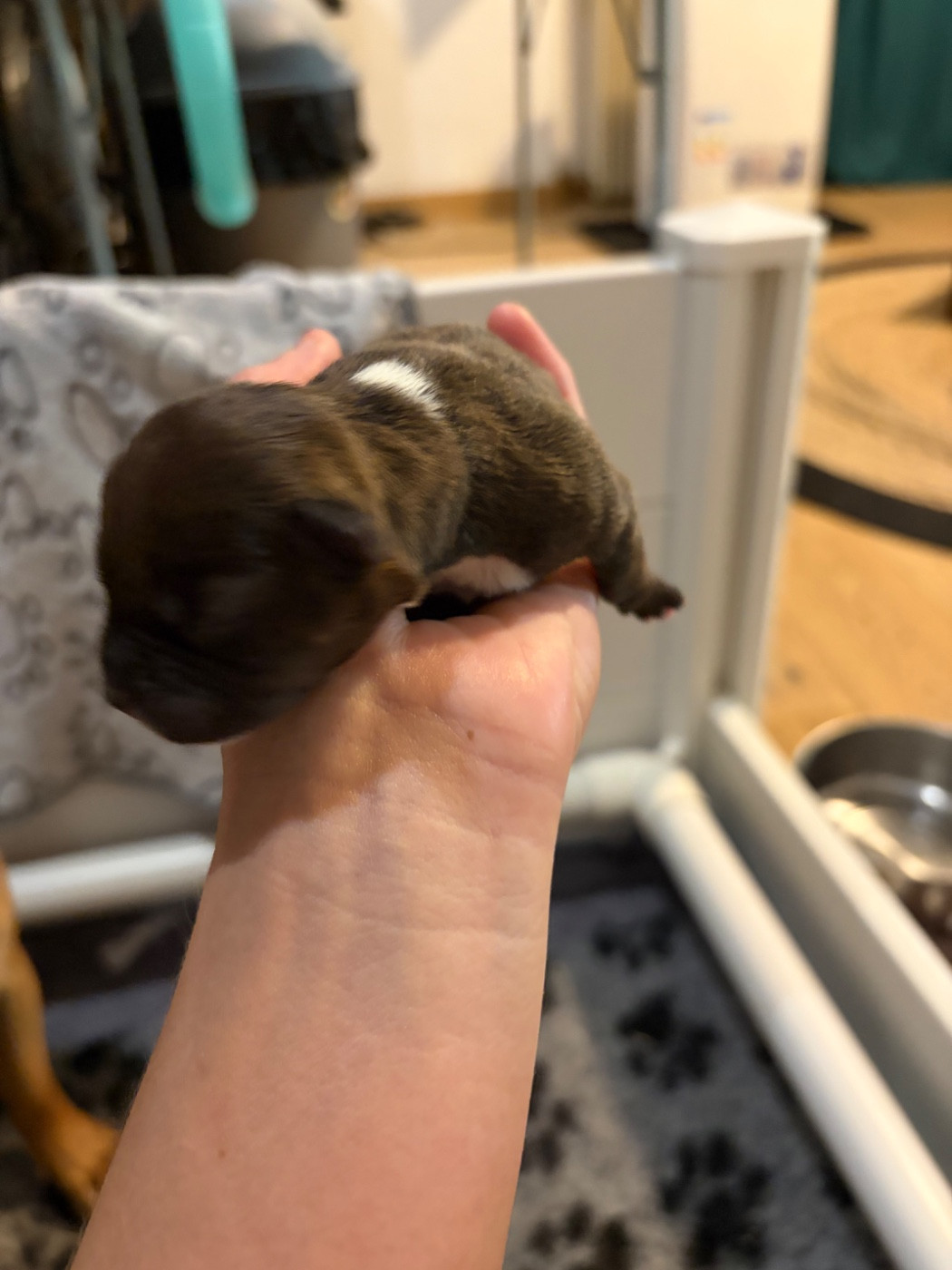 Du Domaine Des Falcos - Chiots disponibles - Staffordshire Bull Terrier