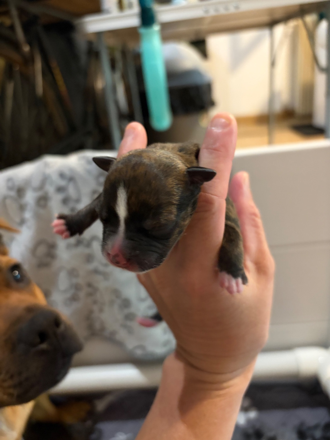 Du Domaine Des Falcos - Chiots disponibles - Staffordshire Bull Terrier