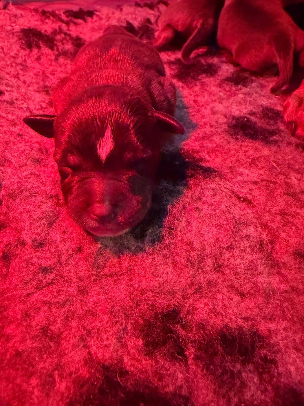 Du Domaine Des Falcos - Chiots disponibles - Staffordshire Bull Terrier