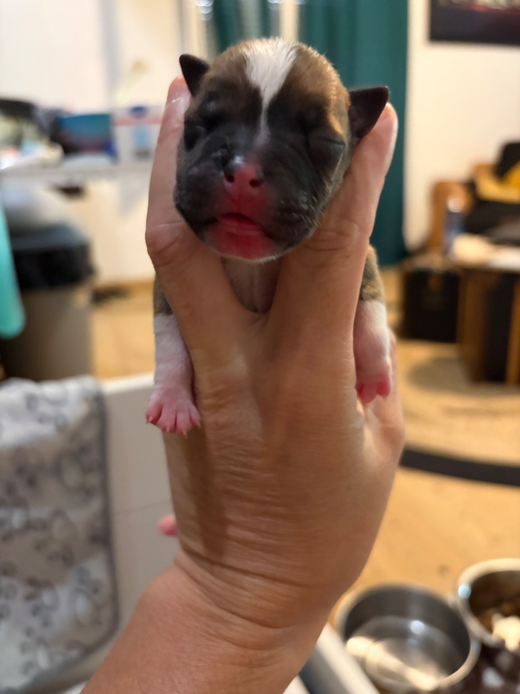 Du Domaine Des Falcos - Chiots disponibles - Staffordshire Bull Terrier