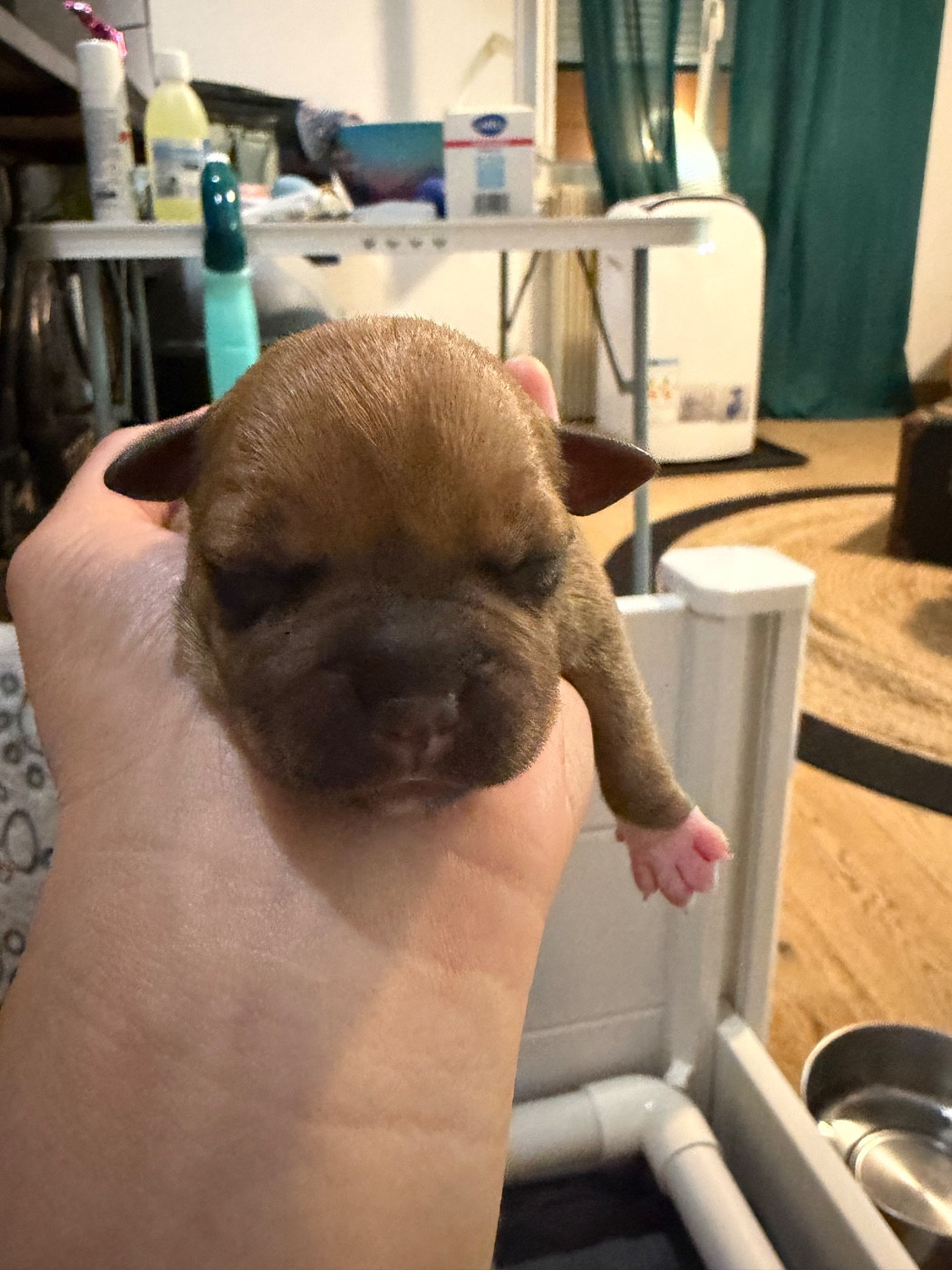 Du Domaine Des Falcos - Chiots disponibles - Staffordshire Bull Terrier