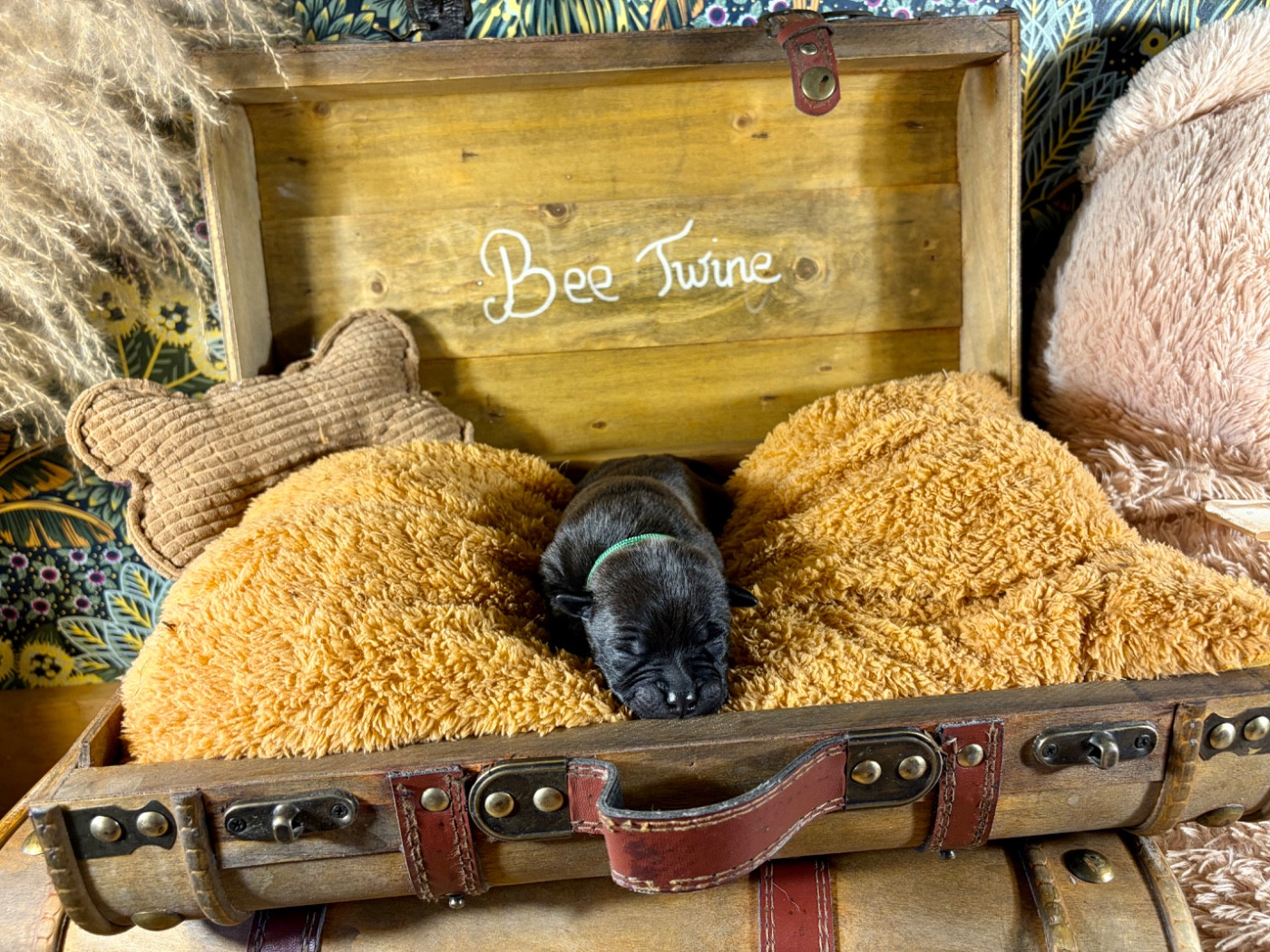 Du Domaine Des Falcos - Chiots disponibles - Staffordshire Bull Terrier