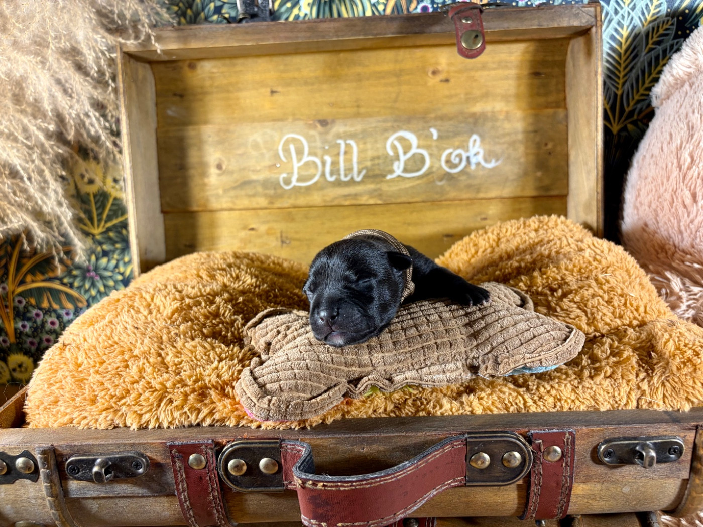 Du Domaine Des Falcos - Chiots disponibles - Staffordshire Bull Terrier