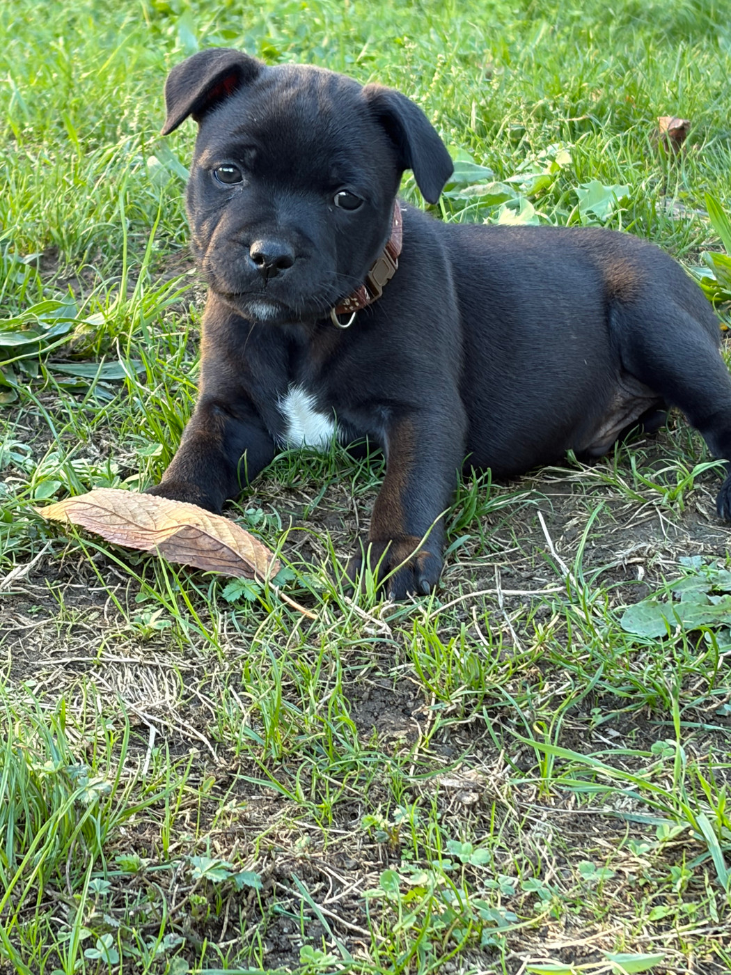 Du Domaine Des Falcos - Chiots disponibles - Staffordshire Bull Terrier