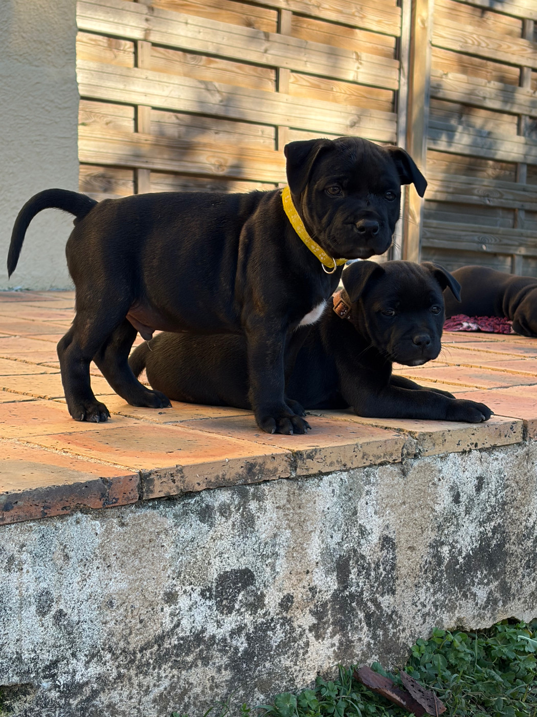 Du Domaine Des Falcos - Chiots disponibles - Staffordshire Bull Terrier