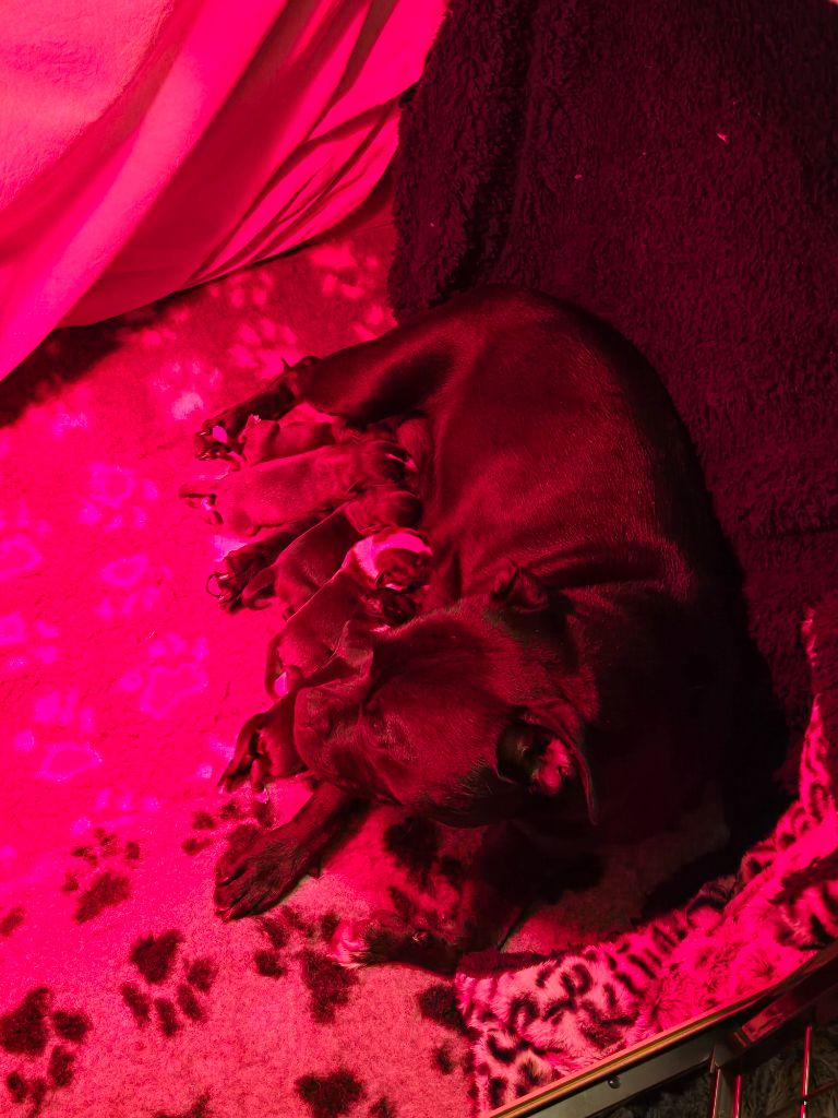 Chiot Staffordshire Bull Terrier Vanessa Ibarra