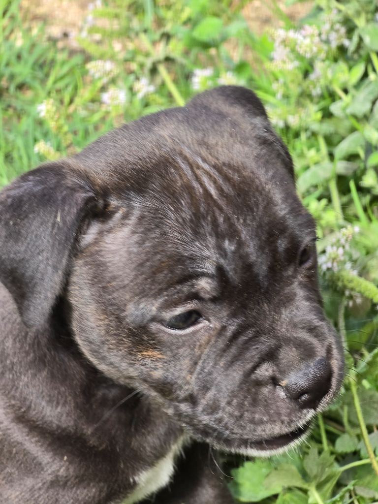 Vanessa Ibarra - Chiots disponibles - Staffordshire Bull Terrier