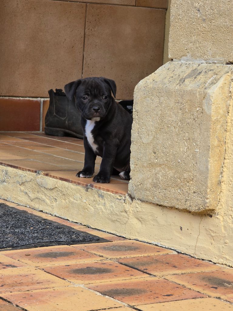 Vanessa Ibarra - Chiots disponibles - Staffordshire Bull Terrier