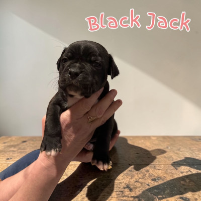 Black jack