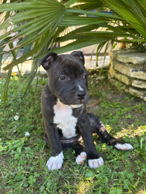 Blue Bailey