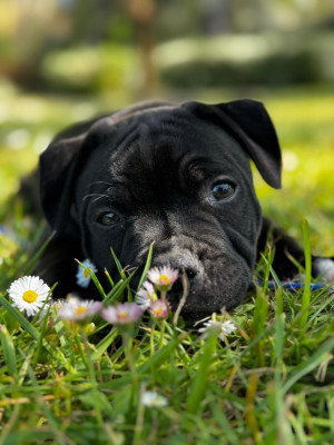 Black jack