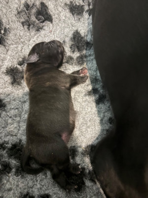 Bosco