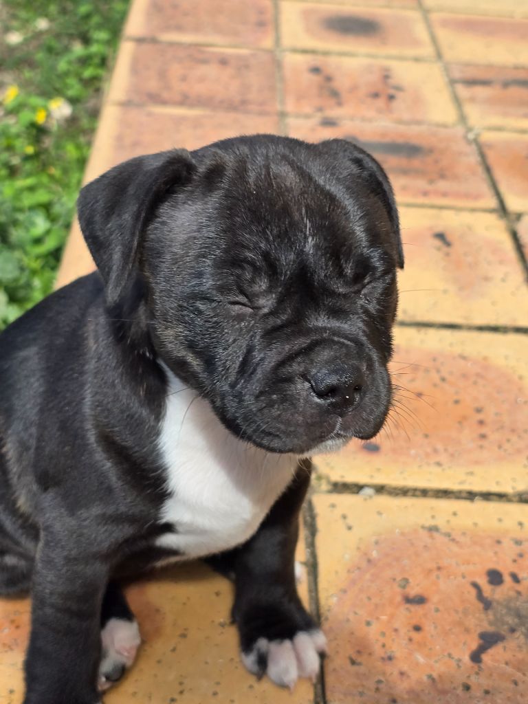 Vanessa Ibarra - Chiots disponibles - Staffordshire Bull Terrier
